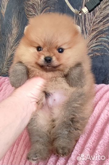 Шпиц мини мишка