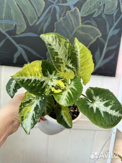 Сингониум Скрамблед Эгс