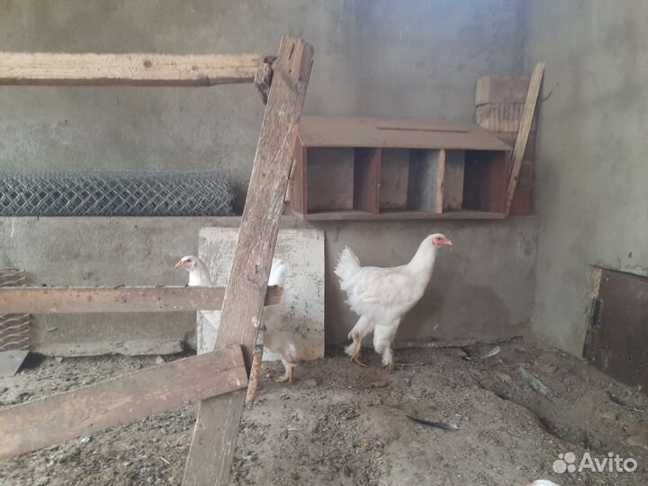 Белая брама