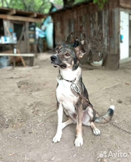 Яр ищет дом