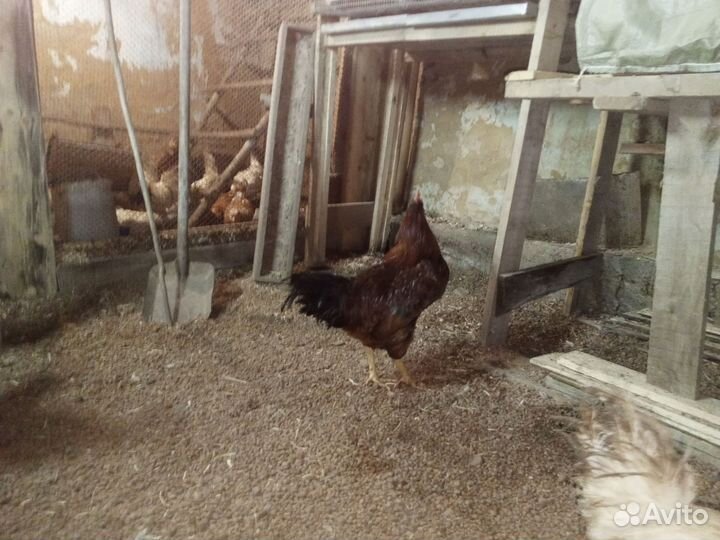 Петухи домашние