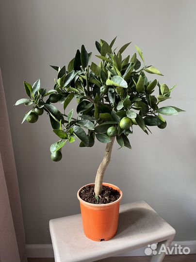Мандариновое дерево 60 см
