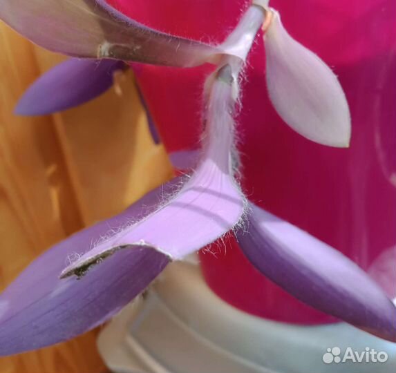 Традесканция фиолетовая