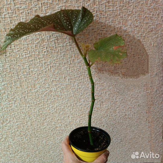 Бегония