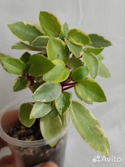 Пеперомии 3