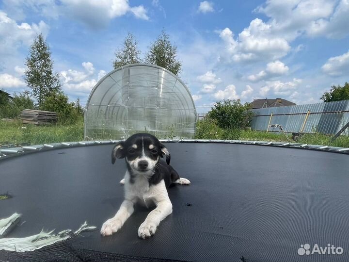 Собака чихуа хуа