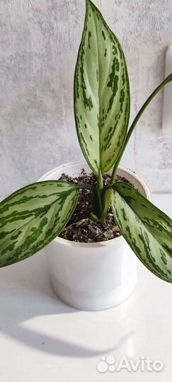 Аглаонемы, Филодендрон Атом, Спатифиллум