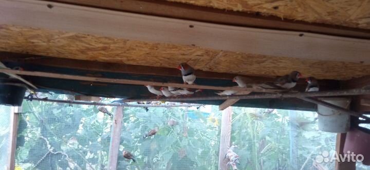 Волнистые попугаи,молодежь собственного разведения