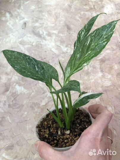 Спатифиллум джемени