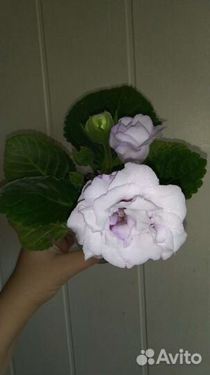 Глоксиния махровая цветущая