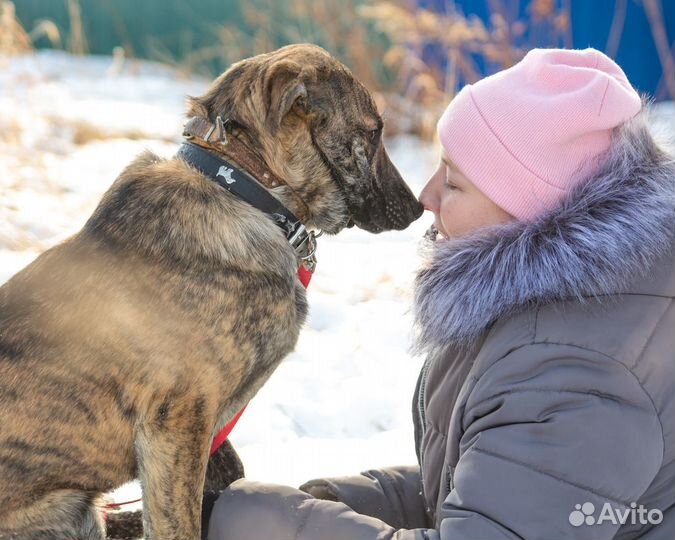 Собака в добрые руки