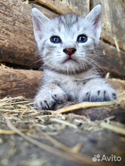 Котики бесплатно в добрые руки