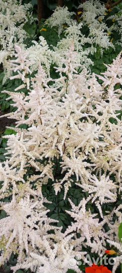 Флоксы,астильба,монарда,астранция