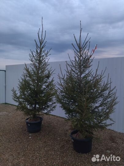 Ель живая