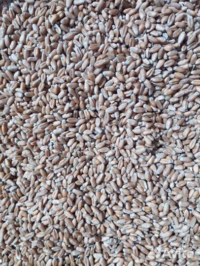 Пшеница 2023(крымская)