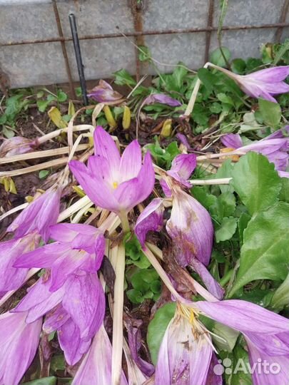 Луковицы безвременника