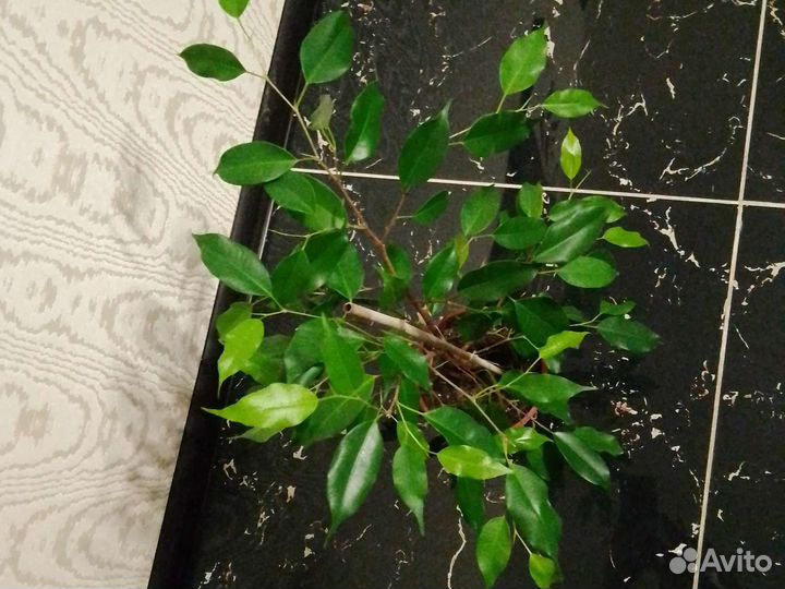 Фикус бенджамина большой