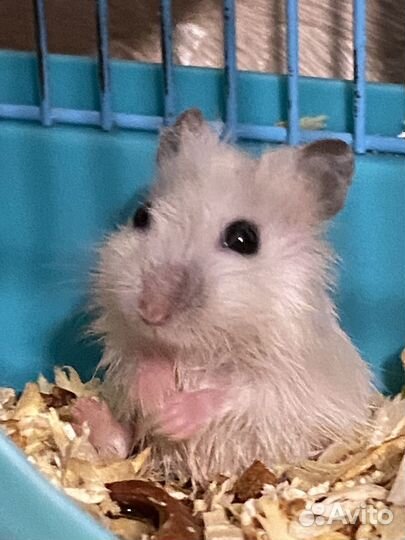 Джунгарский хомяк