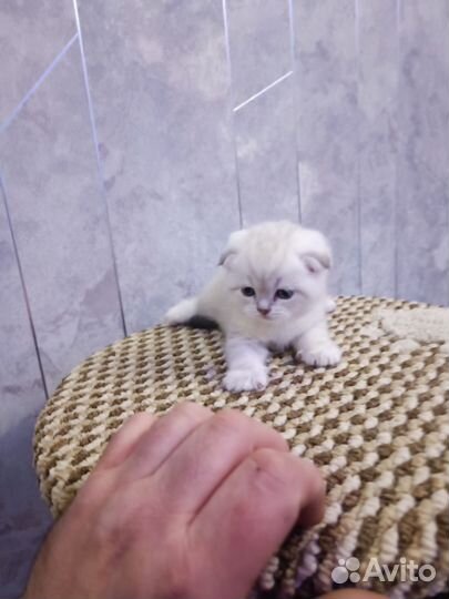 Шотландские вислоухие котята