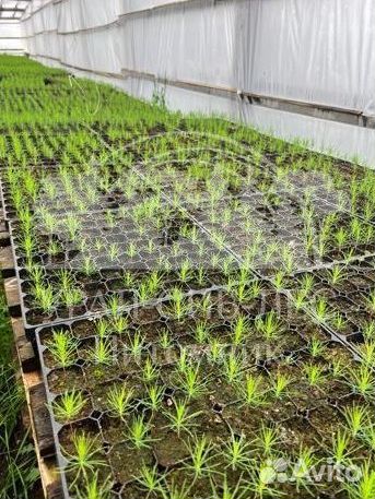 Лиственница Сибирская зкс сеянцы для лесовосстанов