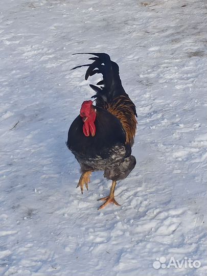 Петух молодой