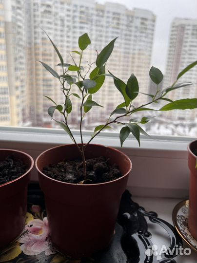 Комнатные растения цветы