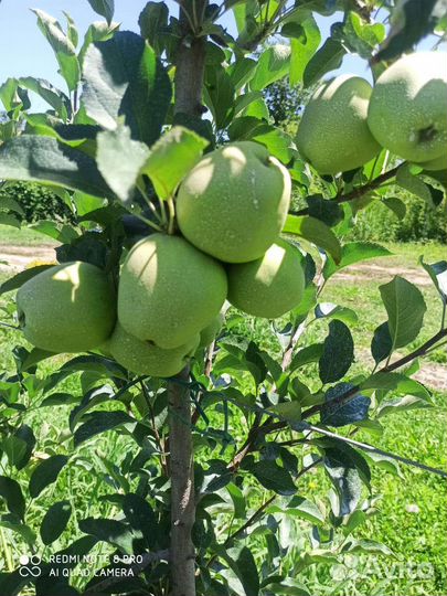 Яблоки груши Оптом