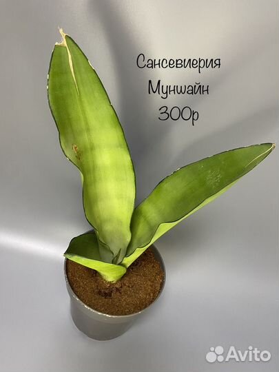 Сансевиерия муншайн