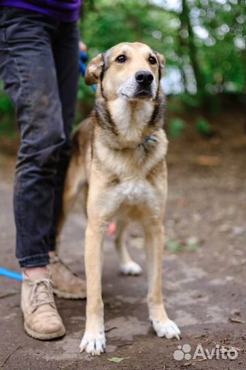 Собака в добрые руки