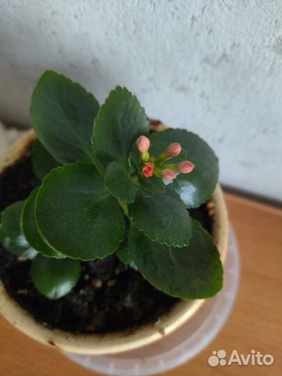 Каланхоэ цветущий