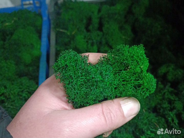 Мох стабилизированный оптом и в розницу