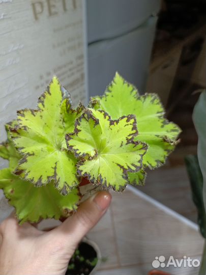 Цветы комнатные