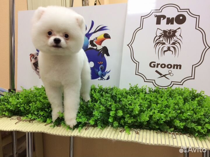Груминг услуги в рио Zooмаркет