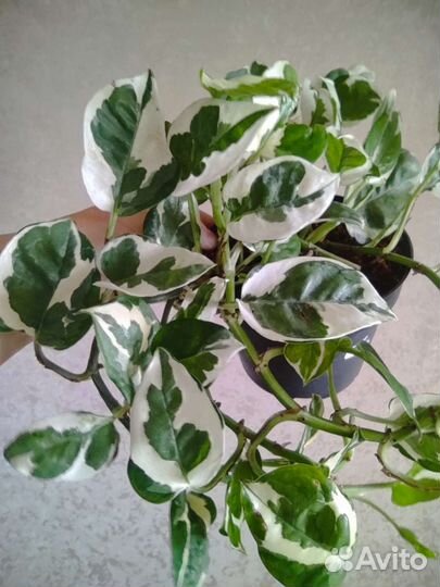 Эпипремнум Эн джой (n'joy)