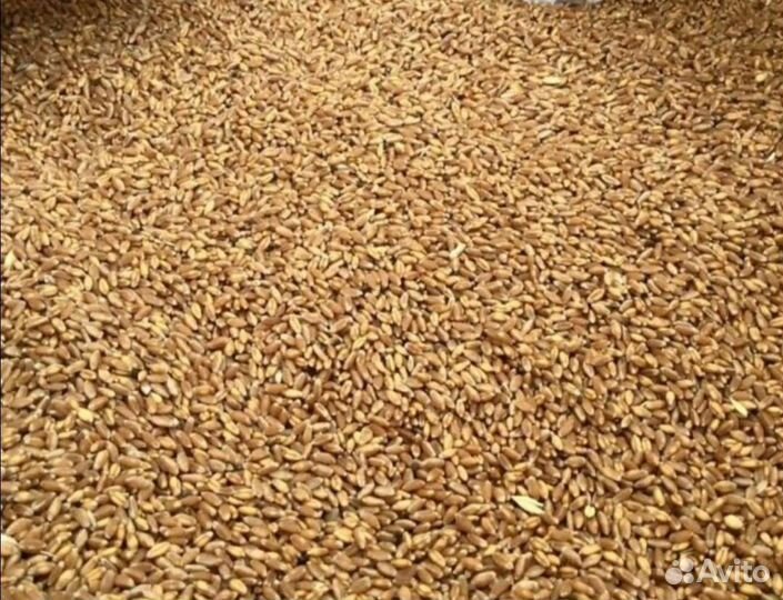 Зерно пшеница ячмень