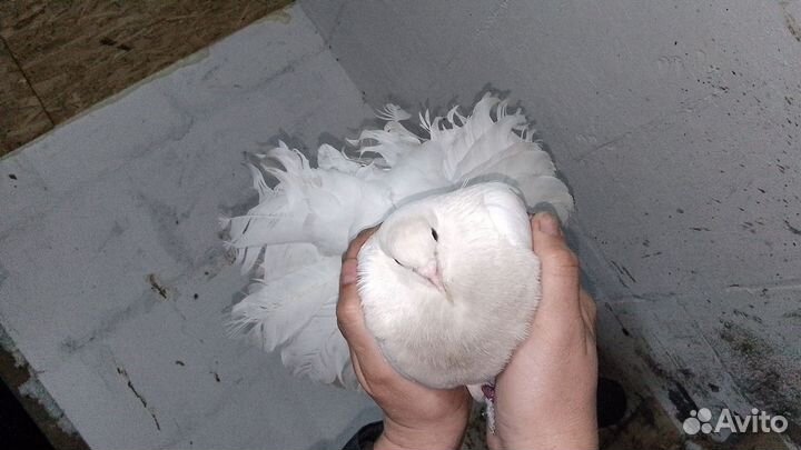 Голуби павлины