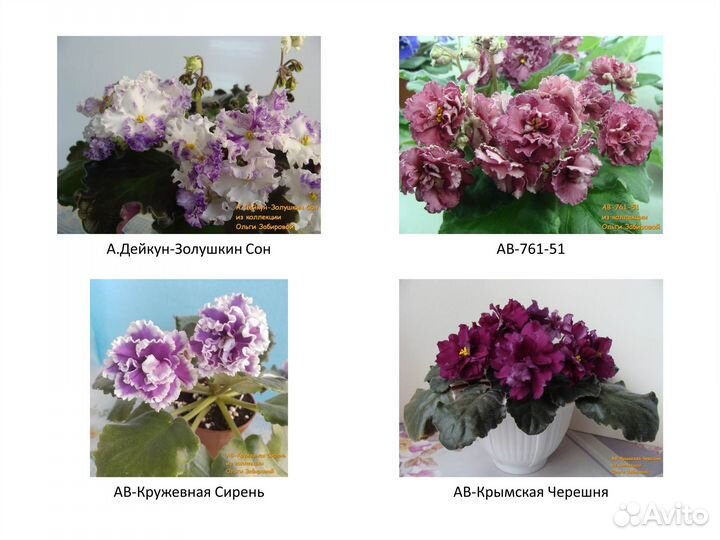 Детки Сортовых фиалок