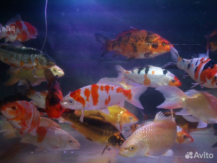 Рыба растения для прудов, и аквариумов