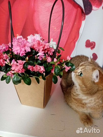 Кот шотландский золотой на вязку