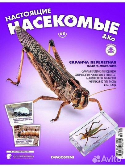 Настоящие насекомые журнал с вложением