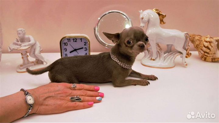 Вязка. Лиловый кобель(мини). Альфред. 