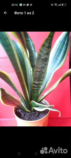 Сансевиерия сортовая Лауренти