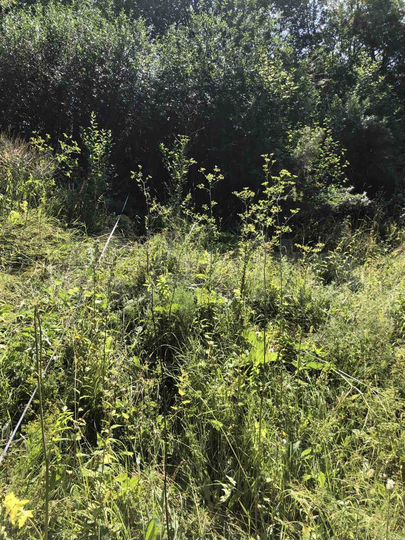 Участок 5 сот. (ИЖС)