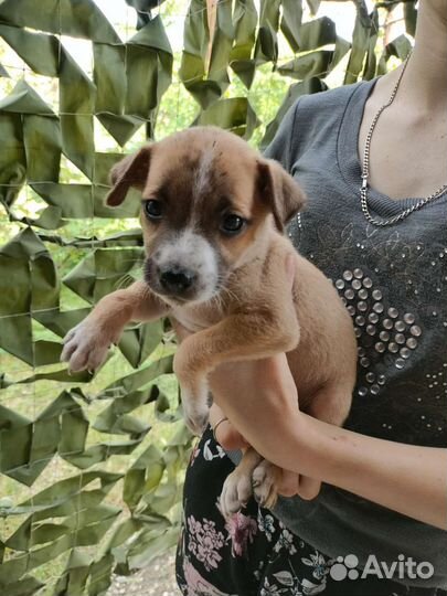 Щенки бесплатно