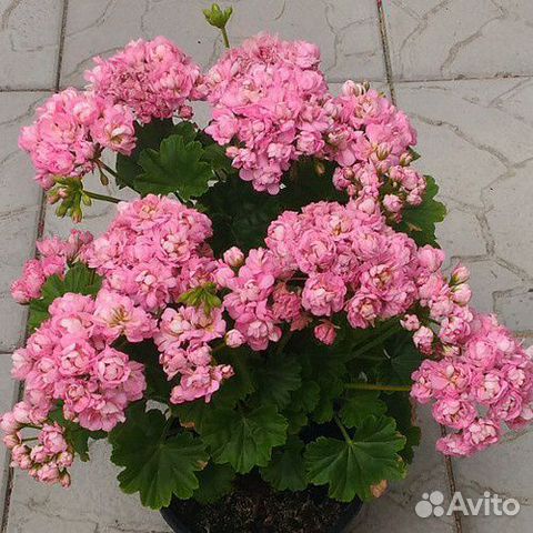 Пеларгония Анита (Anita) купить в Санкт-Петербурге | Товары для дома и ...