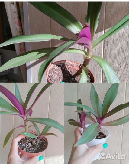 Дримиопсис, спатифиллум, хлорофитум, традесканция