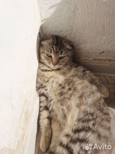 Котята бесплатно
