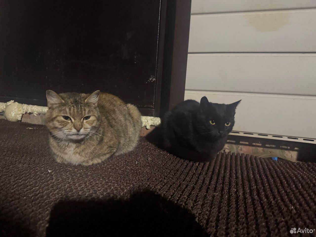 Котёнок в добрые руки, Кунгур