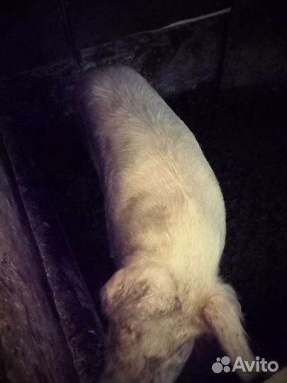 Хряк ландрас