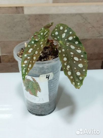 Бегония Макулата